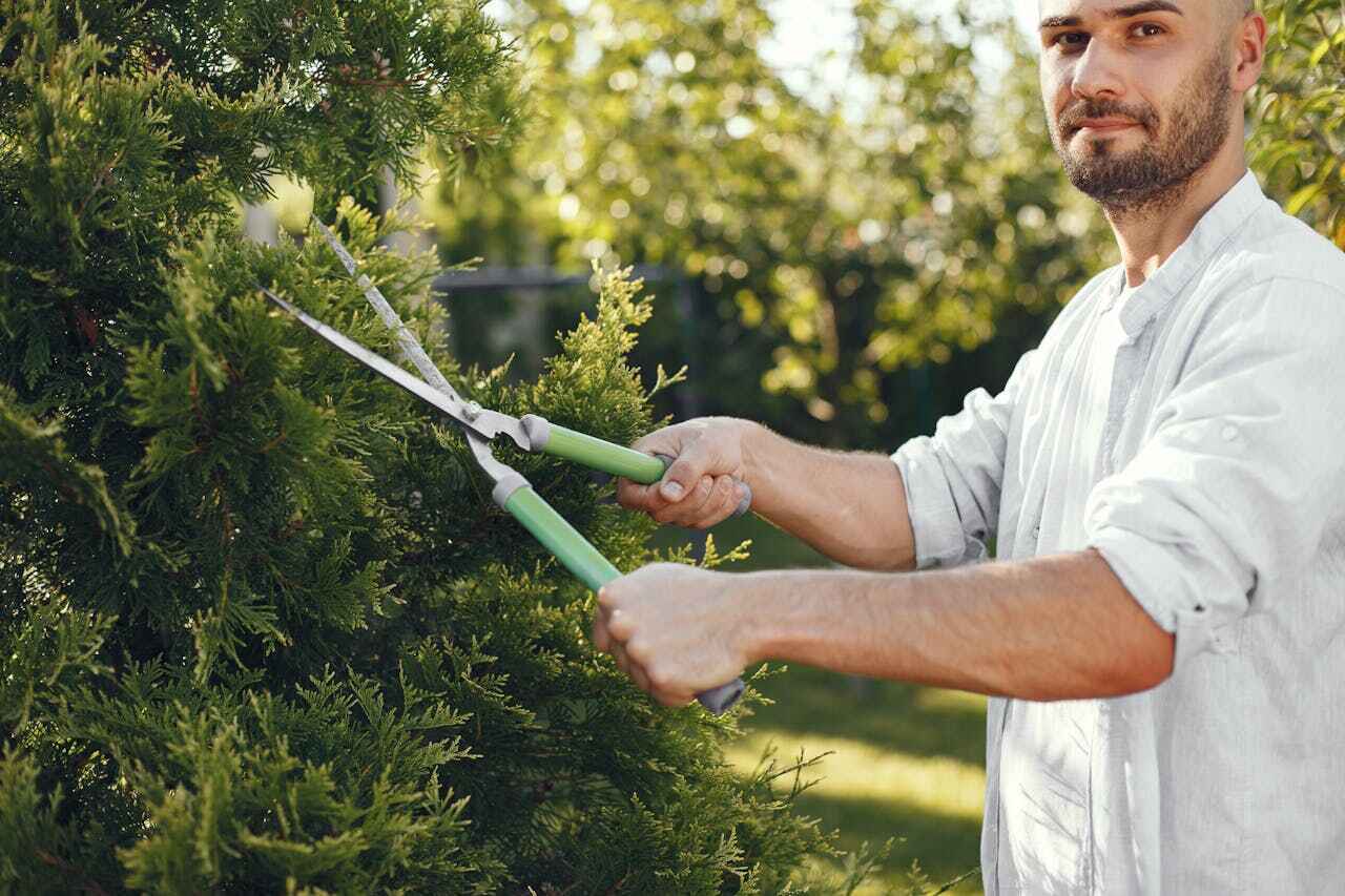 Best Tree Root Removal  in Carthage, IL